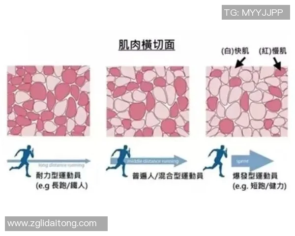 重庆羽毛球队耐力对比分析揭示运动员训练与比赛表现的深层关系 重庆羽毛球队耐力对比分析揭示运动员训练与比赛表现的深层关系